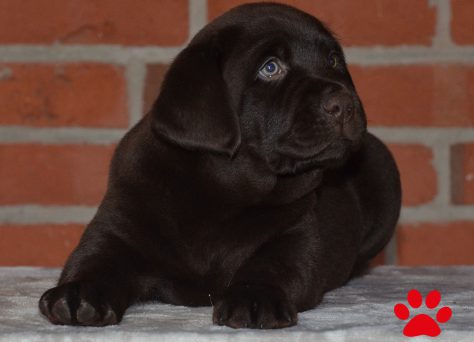 A-Wurf „Of Golden Heathland“ 11.10.2018 choco Labrador Retriever