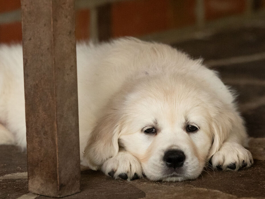 H-Wurf „of Golden Heathland“ 29.05.2024 Golden Retriever