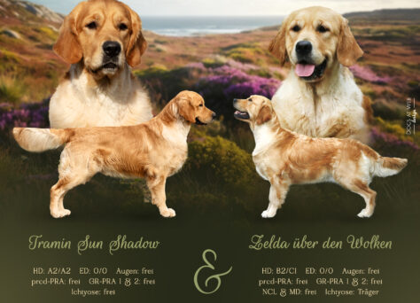 J-Wurf Golden Retriever Welpen „of Golden Heathland“ 22.09.2024