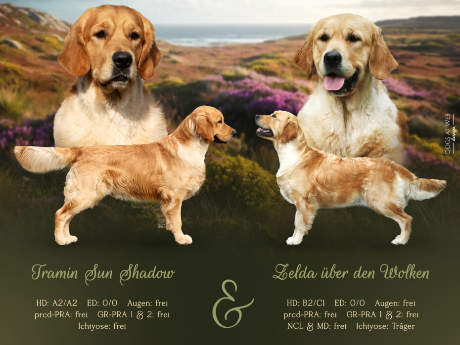 J-Wurf Golden Retriever Welpen „of Golden Heathland“ 22.09.2024