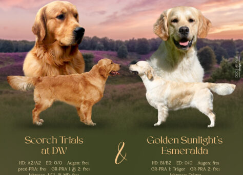 Wurferwartung Golden Retriever Welpen „of Golden Heathland „