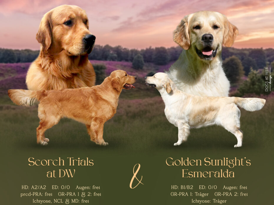 Wurferwartung Golden Retriever Welpen „of Golden Heathland „