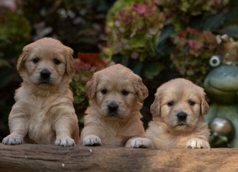 J-Wurf Golden Retriever Welpen „of Golden Heathland“ 22.09.2024