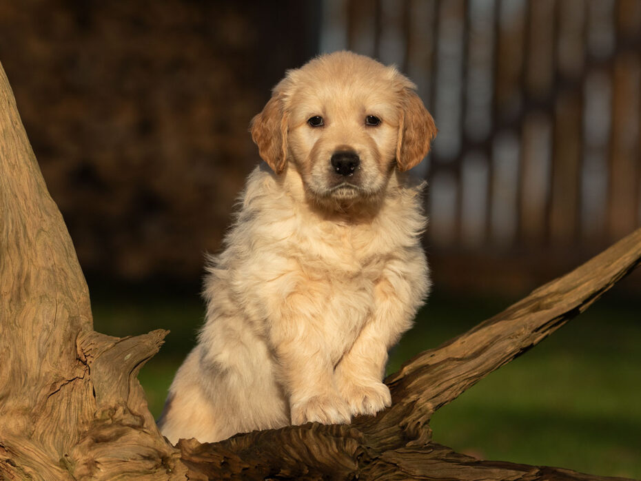 K-Wurf Golden Retriever Welpen „of Golden Heathland „ 11.10.2024