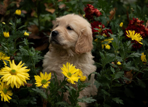 J-Wurf Golden Retriever Welpen „of Golden Heathland“ 22.09.2024