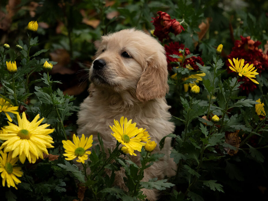 J-Wurf Golden Retriever Welpen „of Golden Heathland“ 22.09.2024